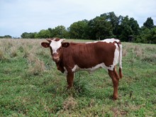 DC Trophy 2019 heifer