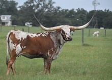 RJF BLING CHA-CHING 136