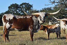 RJF BLING CHA-CHING 136