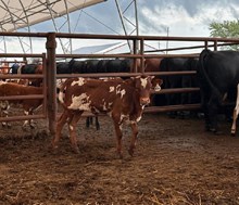 HR ROSEBUD X REBEL HR - TAG 1830