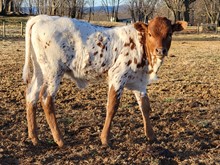 Apple Chips heifer