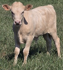 25 Rustic x Midas Bull