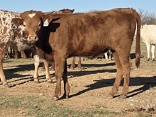 HR REBEL BANG X PCC MIDAS TOUCH  - TAG 3424