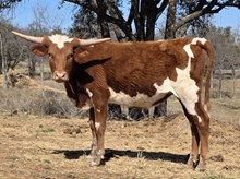 WL JAMMIN GISELLE x PCC MIDAS TOUCH 25