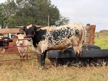 20 GAUGE X AWESOME CATCH 🇧🇷