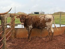 20G X TEXANNA 🇧🇷