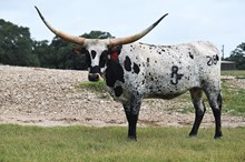 RJF HEAVENLY GLORY 218