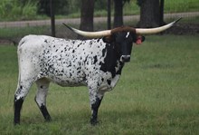 RJF SWEET STRAWBERRY 222