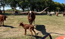 #2518 DH Tari Chex x BR Jungle Jim 