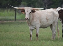 RJF REBEL'S LADY LILLIE 304