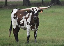  RJF SWEET MARASCHINO  320