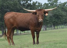 RJF FOREVER YOURS 322