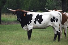 RJF STRAWBERRY WINE 324