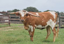 RJF GRAND DESIGN 330