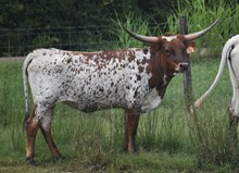 RJF GLAMOROUS DIVA 332