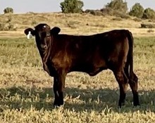 JH RURAL SAFARI SON x CROSS V CALIBRATED 2023 hef