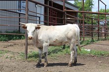 Rebel HR x Texana Chit Chat hfr  (ET)Tag 420