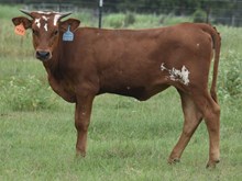 REBEL HR X ALLENS DARK CHERRY 193 ET (H) TAG 454