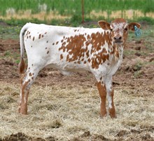5050 X Silent Iron Heifer