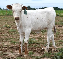 5050 X Snakebite heifer 925