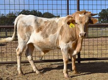 PCC MIDAS TOUCH X RJF DREAMIN' OF TEXAS TAG 515