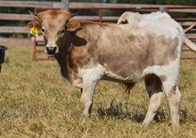 RJF REBA X PCC MIDAS TOUCH (B) TAG 519