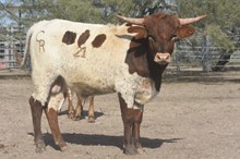 Cowboy Ruff x Jenny bull