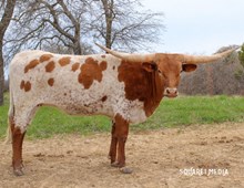 FIFTY  GOLD CONFETTI