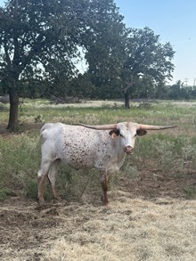 RJF REBEL'S LADY LOVE 302