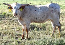DB Contested's Betty