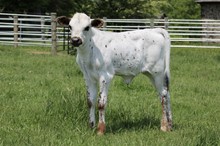 DRAGON CRYSTAL X RURAL SAFARI SON 2023 HEIFER