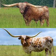 🔵🦆50/50 x Becca