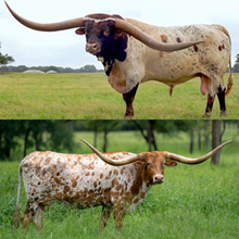 🔵🦆 CTC x Jungle Cat