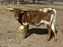 CAROLINAS CRACKER JACK