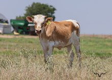 FBL ACE'S NACHO LIBRA