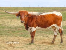 Hubbells 20 Delights 