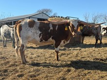 DB JUNGLE ROSE 🇺🇸