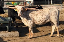 DB SWEET REBEL 🇺🇸