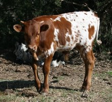 DC Trophy steer 2016