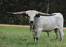 REBEL HR x RJF MAMA WANTS TAG 325