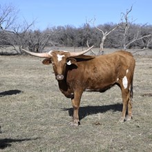 HELM TC LAURAS MERCY X BR JUNGLE JIM - TAG 500