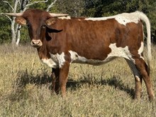 Single 24 Heifer