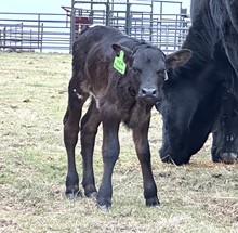 DCT - JH LIGHTNING INA BOTTLE x HL RINGER - HEIFER