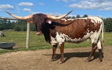 Cote's By Your Grace