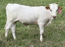 2025 Heifer (Sittin Star)