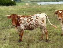 #16 #G36 REBEL X 20G SPECIAL