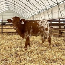 HR REBEL BANG x BR CRACKER JACK  - TAG 3115