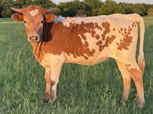 Fox Trot 24 Heifer