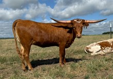 1 BUX 2 REBEL X PRINCESS 20