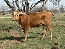 ROSES FIFTY GOLD BARS